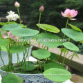 Blue White Pink Yellow Purple Red Lotus Flower Seeds For Growing